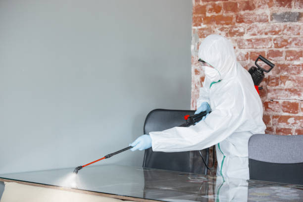 Why You Should Choose Our Mold Remediation Services in Bloomingdale, FL